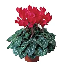 Цикламен Фантазия красный - Cyclamen KL Tianis Fantasia Red D14 H45