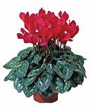 Цикламен Фантазия красный - Cyclamen KL Tianis Fantasia Red D14 H45