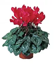 Цикламен Фантазия красный - Cyclamen KL Tianis Fantasia Red D14 H45