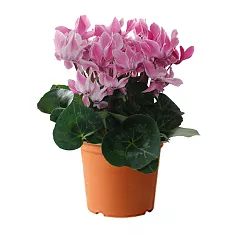 Цикламен Фантазия розовый - Cyclamen KL Tianis Fantasia D12 H35