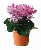 Цикламен Фантазия розовый - Cyclamen KL Tianis Fantasia D12 H35