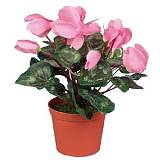 Цикламен Фантазия розовый - Cyclamen KL Fantasia D10 H30