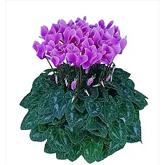 Цикламен Фантазия фиолетовый - Cyclamen KL Tianis Fantasia D14 H45