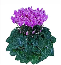 Цикламен Фантазия фиолетовый - Cyclamen KL Tianis Fantasia D14 H45
