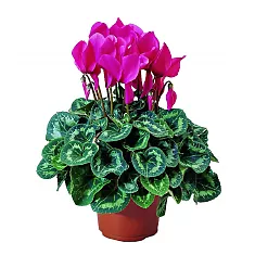Цикламен Фантазия пурпурный - Cyclamen KL Tianis Fantasia Purple D14 H45