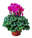 Цикламен Фантазия пурпурный - Cyclamen KL Tianis Fantasia Purple D14 H45