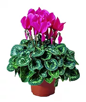 Цикламен Фантазия пурпурный - Cyclamen KL Tianis Fantasia Purple D14 H45