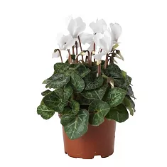 Цикламен Фантазия белый - Cyclamen KL Tianis Fantasia D10 H30