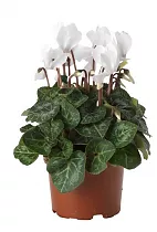 Цикламен Фантазия белый - Cyclamen KL Tianis Fantasia D10 H30