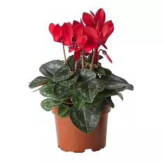 Цикламен Фантазия красный - Cyclamen KL Tianis Fantasia Red D12 H35