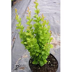 Барбарис тунберга Эректа - Berberis thunbergii Erecta D9 H20