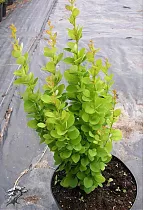 Барбарис тунберга Эректа - Berberis thunbergii Erecta D9 H20