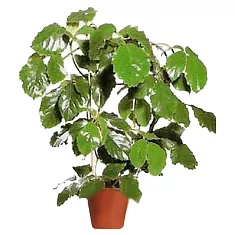 Тетрастигма Вуанье (комнатный виноград) - Tetrastigma voinierianum  D22 H80