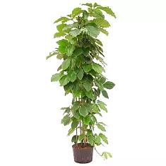 Тетрастигма Вуанье (комнатный виноград) - Tetrastigma voinierianum  D38 H170