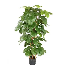 Тетрастигма Вуанье (комнатный виноград) - Tetrastigma voinierianum  D28 H140