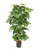 Тетрастигма Вуанье (комнатный виноград) - Tetrastigma voinierianum  D28 H140