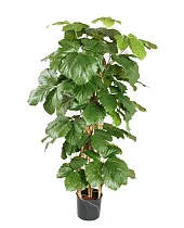 Тетрастигма Вуанье (комнатный виноград) - Tetrastigma voinierianum  D28 H140