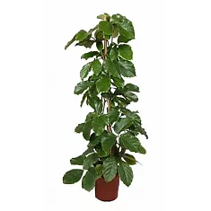 Тетрастигма Вуанье (комнатный виноград) - Tetrastigma voinierianum D27 H150