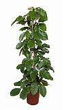 Тетрастигма Вуанье (комнатный виноград) - Tetrastigma voinierianum D27 H150