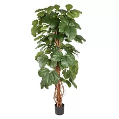 Тетрастигма Вуанье (комнатный виноград) - Tetrastigma voinierianum D35 H155