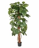 Тетрастигма Вуанье (комнатный виноград) - Tetrastigma voinierianum D35 H155