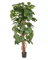 Тетрастигма Вуанье (комнатный виноград) - Tetrastigma voinierianum D35 H155