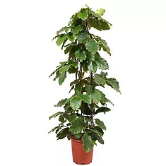 Тетрастигма Вуанье (комнатный виноград) - Tetrastigma voinierianum D27 H170