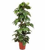 Тетрастигма Вуанье (комнатный виноград) - Tetrastigma voinierianum D27 H170