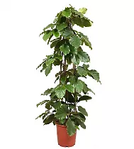 Тетрастигма Вуанье (комнатный виноград) - Tetrastigma voinierianum D27 H170