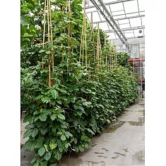 Тетрастигма Вуаньe - Tetrastigma voinierianum Pyramid D55 H400