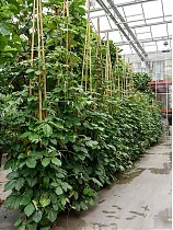 Тетрастигма Вуаньe - Tetrastigma voinierianum Pyramid D55 H400