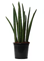 Сансивьерия Цилиндрика - Sansevieria cylindrica D19 H70