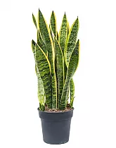 Сансивьерия Лауренти - Sansevieria laurentii D20 H70