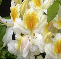 Азалия Уайт Мелоди - Azalea White Melody D2 H35