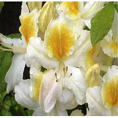 Азалия Уайт Мелоди - Azalea White Melody D2 H35
