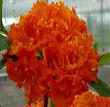 Азалия Спениш Дансер - Azalea Spanish Dancer D9 H25