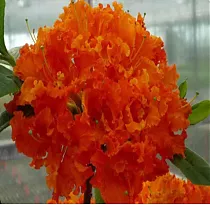 Азалия Спениш Дансер - Azalea Spanish Dancer D9 H25