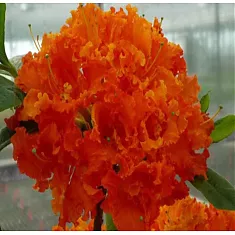 Азалия Спениш Дансер - Azalea Spanish Dancer D9 H25