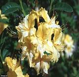 Азалия понтийская Ненси Уотерер - Azalea Nancy Waterer  D2 H25