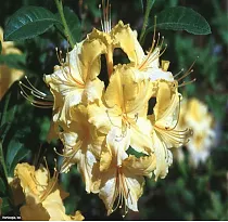 Азалия понтийская Ненси Уотерер - Azalea Nancy Waterer  D2 H25