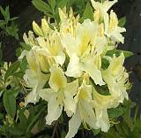 Азалия понтийская Давеса - Azalea pontica Daviesii D9 H25