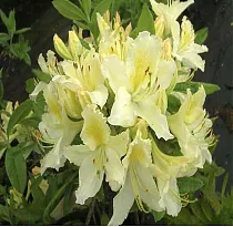 Азалия понтийская Давеса - Azalea pontica Daviesii D9 H25