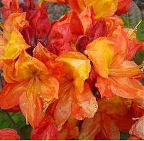 Азалия нэп-хилл Глоуинг Эмберс - Azalea Knap Hill Glowing Embers D2 H35