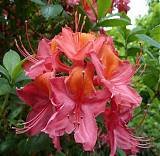 Азалия нэп-хилл Тунис - Azalea Knap Hill Tunis D5 H45