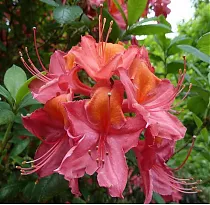 Азалия нэп-хилл Тунис - Azalea Knap Hill Tunis D5 H45