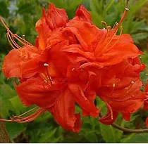 Азалия Фаербол - Azalea Fireball D9 H25