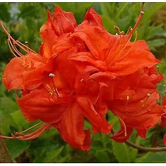 Азалия Фаербол - Azalea Fireball D9 H25