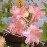 Азалия понтийская Букет Де Флоре - Азалии Bouquet de Flore D2 H25