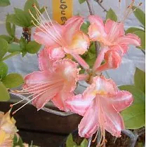 Азалия понтийская Букет Де Флоре - Азалии Bouquet de Flore D2 H25