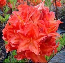 Азалия нэп-хилл Фаербол - Azalea Knap Hill Firebal D9 H25